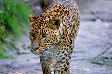 Animal 6