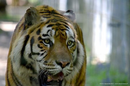 Animal 4