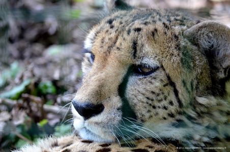 Animal 15