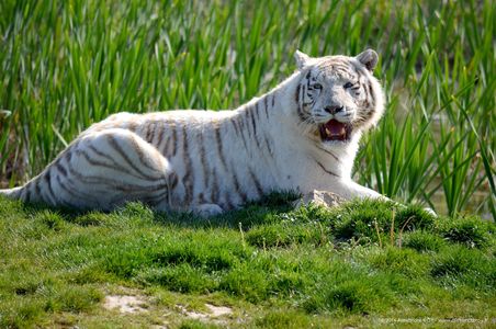 Animal 14
