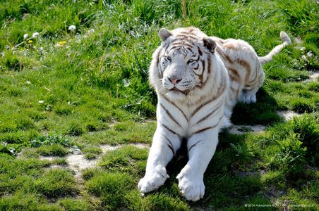 Animal 9