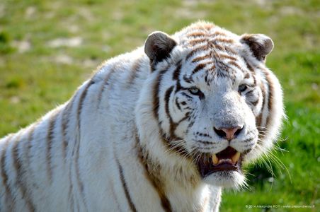 Animal 1