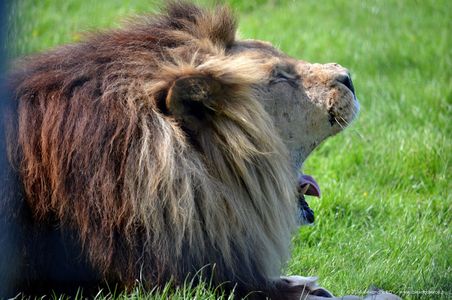 Animal 7