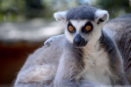Animal 12